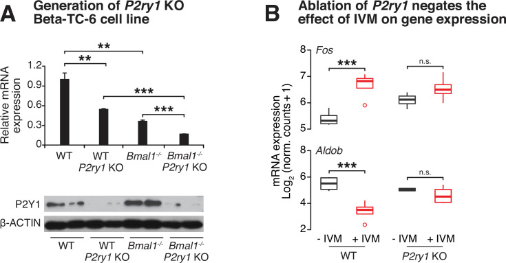 Figure 4—figure supplement 2.