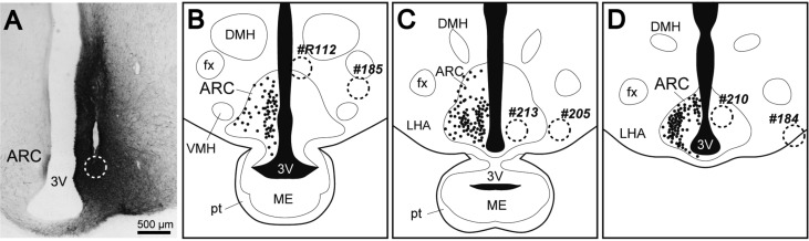 Fig. 3.