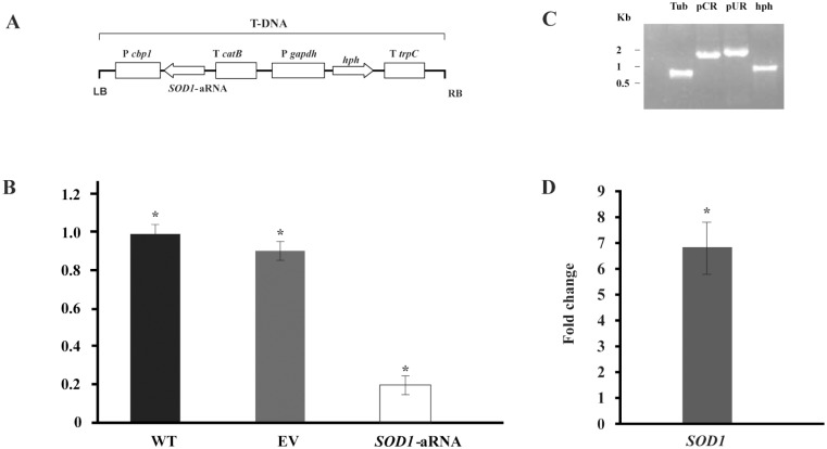 Fig 6