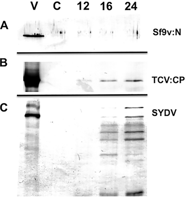 FIG 5