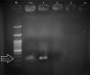 Figure-2
