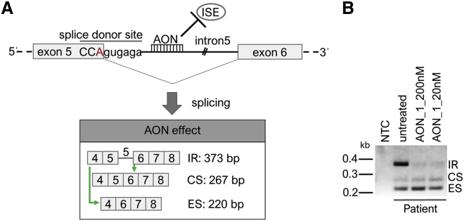 Figure 2