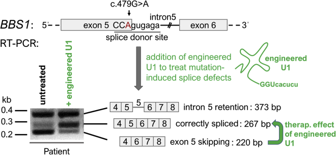 Figure 1