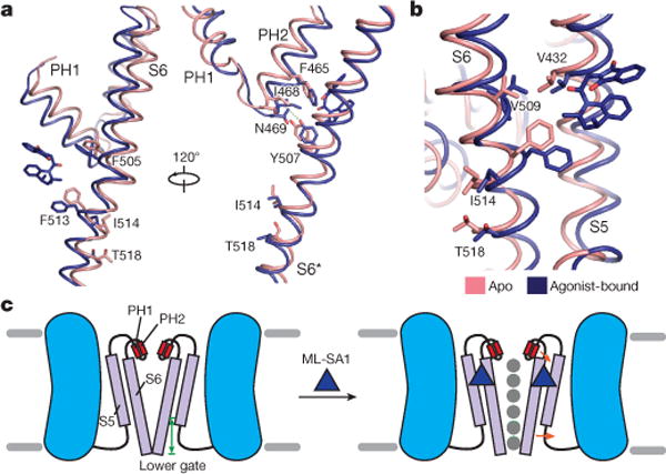 Human TRPML1 channel structures in open and closed conformations - PMC