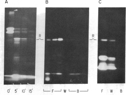 graphic file with name pnas00264-0221-a.jpg