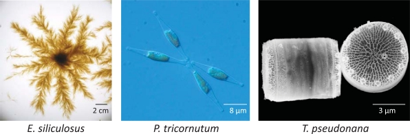 Fig. (2)