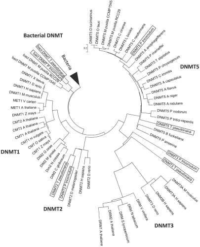 Fig. (4)