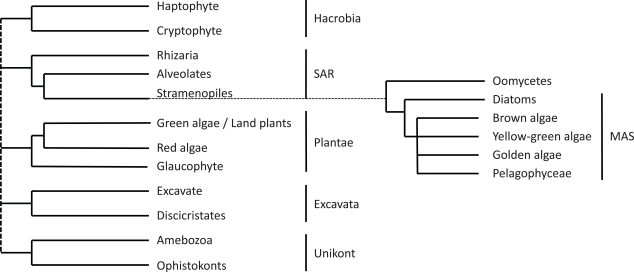 Fig. (1)