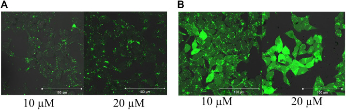 FIGURE 3