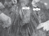 Figure 1)