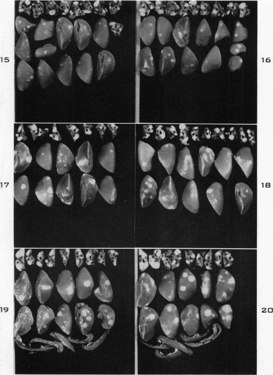 Figs. 15-20