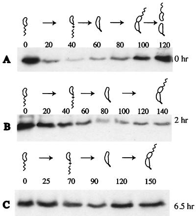 FIG. 5.