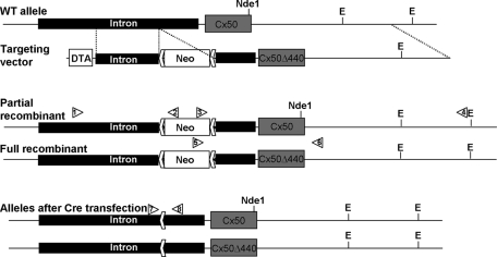 FIGURE 5: