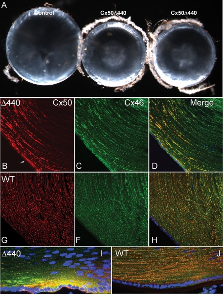 FIGURE 6: