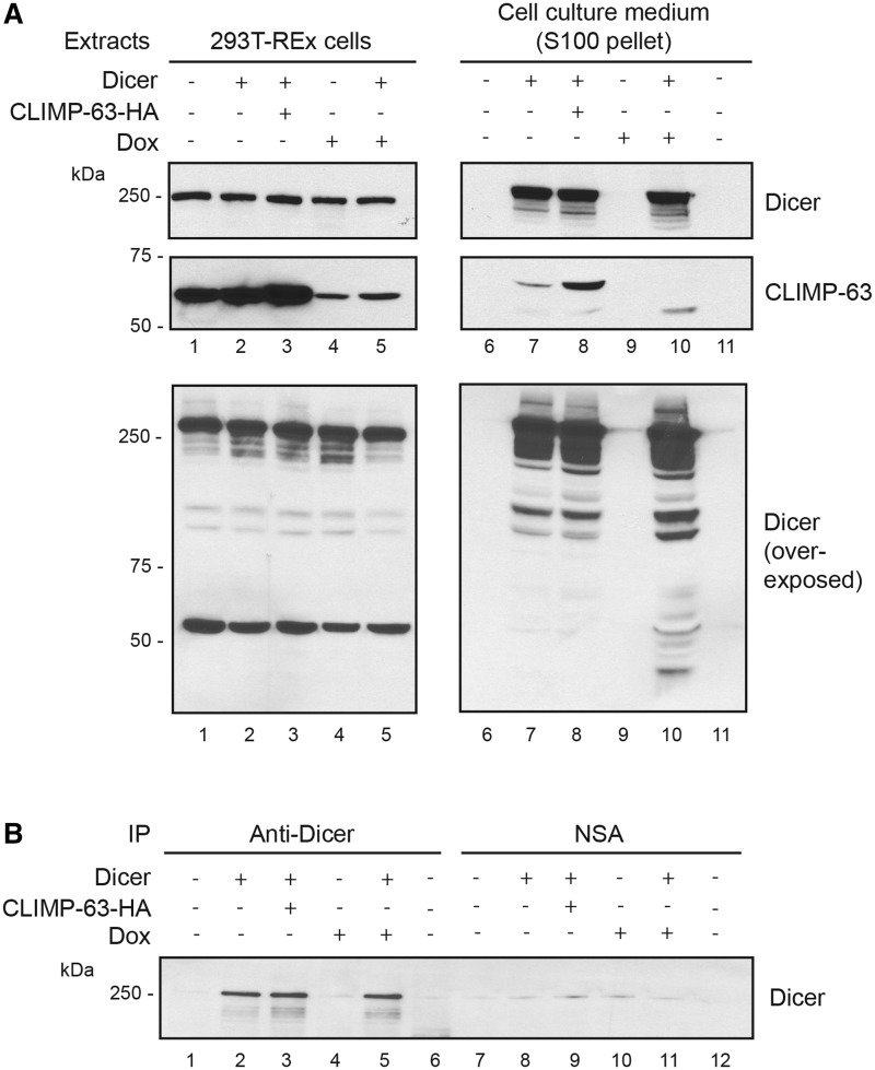 Figure 11.