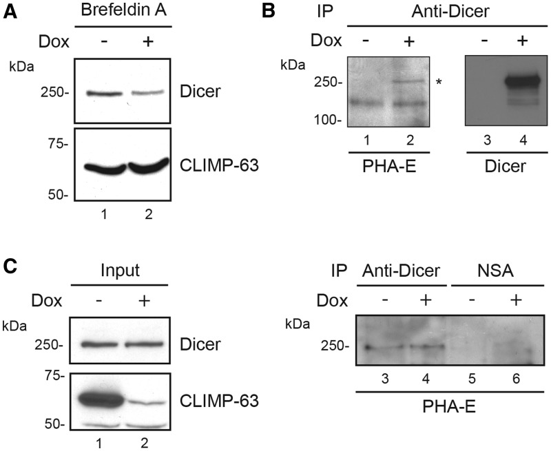 Figure 10.