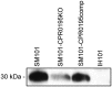 FIG 6