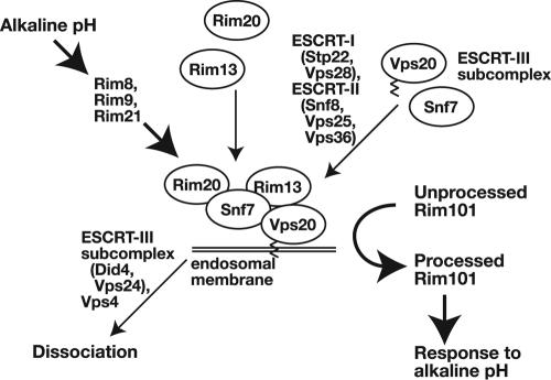 FIG. 5.