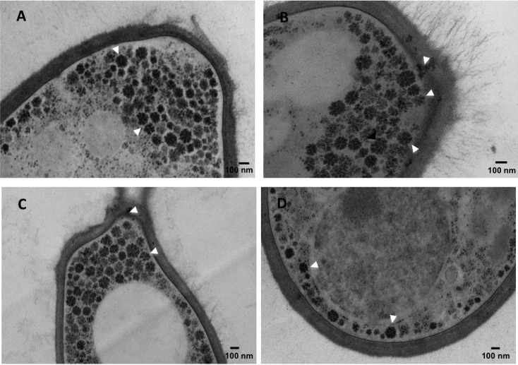 Fig 9