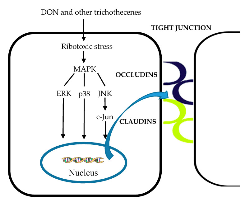 Figure 13