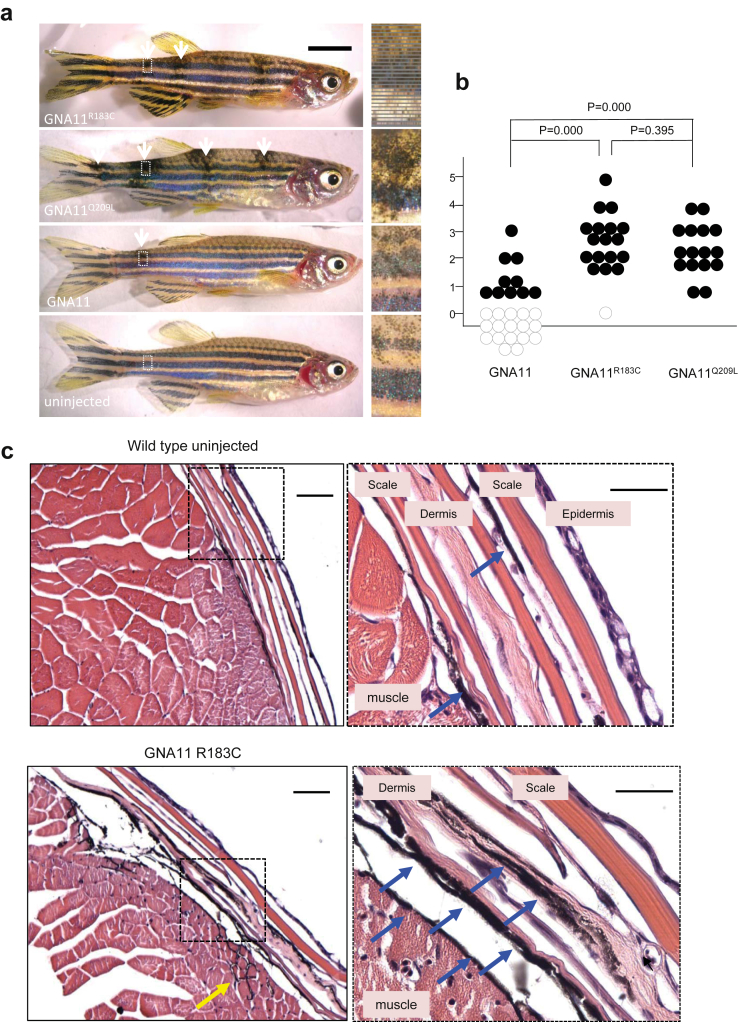 Figure 4