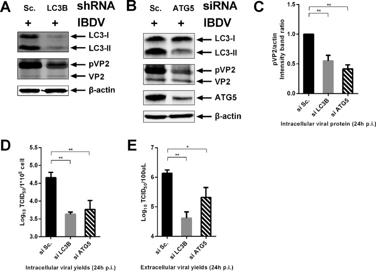 FIG 3