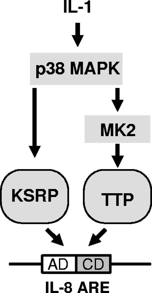 FIG. 8.