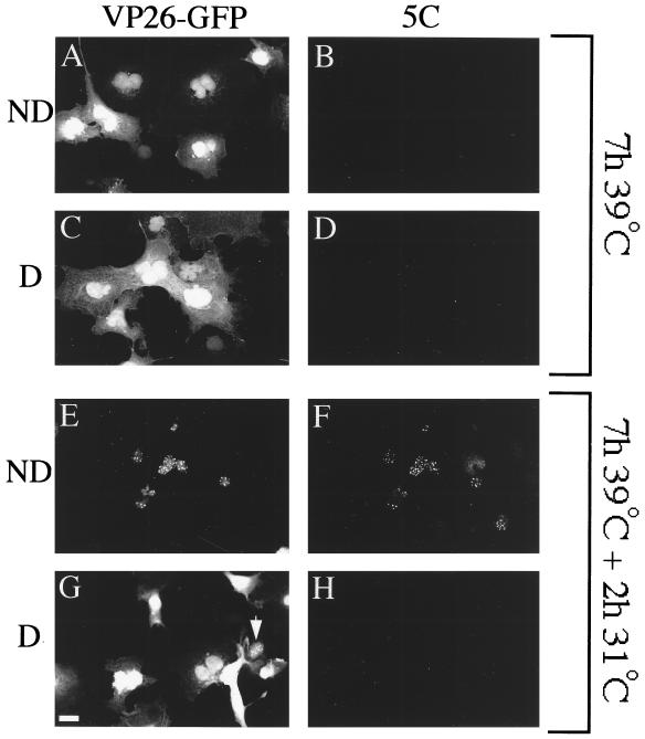 FIG. 6