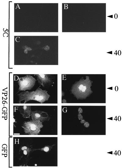 FIG. 7