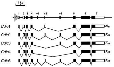 FIG. 5