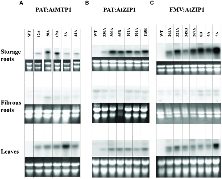 FIGURE 3