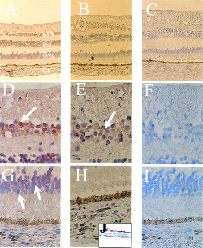 Figure 1  