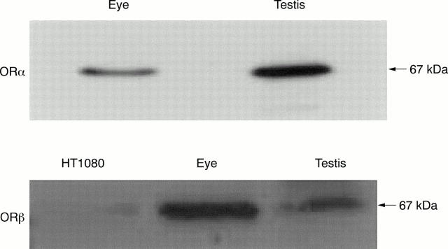 Figure 2  