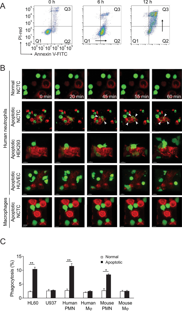 Figure 3—figure supplement 1.