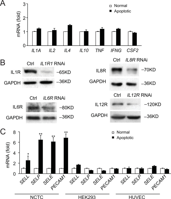 Figure 4—figure supplement 1.