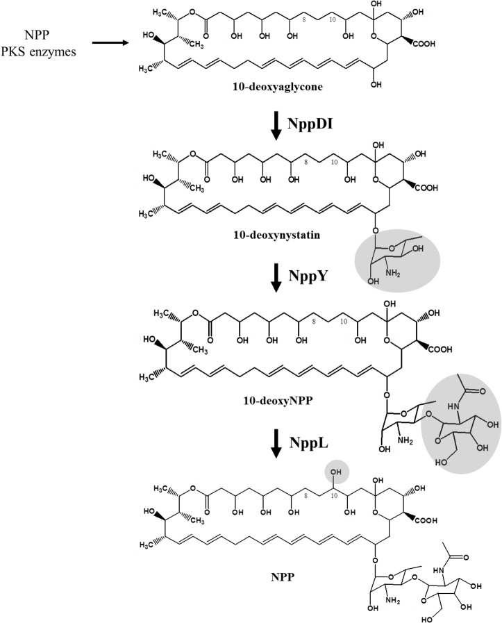 Fig 5