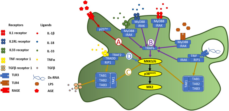 FIGURE 1