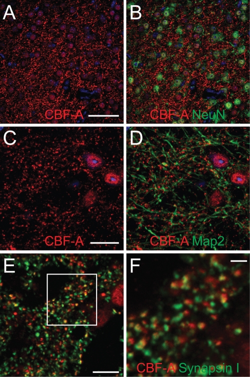 FIGURE 1: