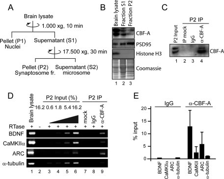 FIGURE 5: