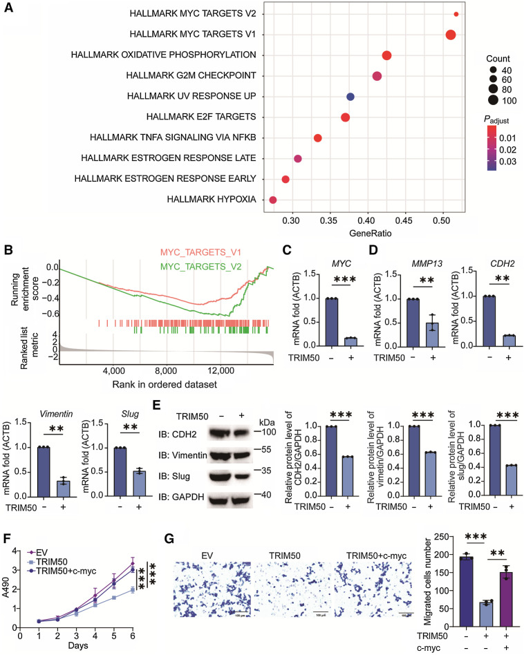 Figure 4. TRIM50 inhibits the MYC signaling pathway. A, Results of HALLMARK signaling pathway enrichment analysis. The size of the dots represents the number of genes in different HALLMARK pathways, and the colors of the dots indicate the change in the adjusted P value. B, Representative GSEA plots were enriched in the MYC target V2 and MYC target V1 signaling pathway gene sets upon TRIM50 overexpression. C, RT-qPCR analysis of MYC in TRIM50-overexpressing (TRIM50) versus control empty vector (EV) MKN45 cells. D, RT-qPCR analysis of MMP13, CDH2, Vimentin, and Slug in TRIM50-overexpressing versus control EV MKN45 cells. E, Immunoblotting analysis of CDH2, Vimentin and Slug in TRIM50-overexpressing versus control EV MKN45 cells and quantitative analysis. F, The proliferation of TRIM50-overexpressing cells with or without c-myc versus control MKN45 cells was estimated using the MTT assay. G, Images and quantification of Transwell migration assays with TRIM50-overexpressing cells with or without c-myc versus control MKN45 cells. Scale bar, 100 μm.