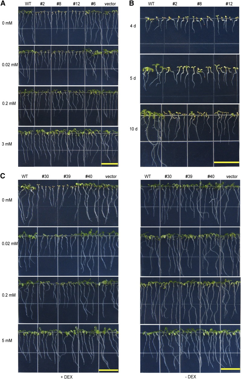 Figure 6.