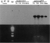 <b>Figure 1.</b>