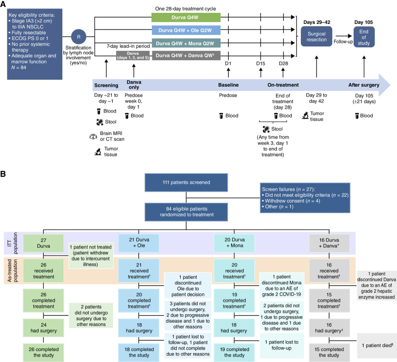 Figure 1. Study design and patient disposition. A, Eligible patients with resectable, early-stage [stage IA3 (>2 cm) to IIIA per AJCC staging, 8th edition) NSCLC were randomized to receive one 28-day cycle of durvalumab monotherapy or durvalumab in combination with oleclumab, monalizumab, or danvatirsen. Patients were stratified by lymph node involvement. Surgical resection was planned to occur between days 29 and 42 after the first dose of neoadjuvant therapy. After surgery, patients were followed for AEs up to day 105. The primary endpoint was the MPR rate, defined as the proportion of patients with ≤10% residual viable tumor cells in the surgical specimen (primary tumor and sampled lymph nodes at surgery). Tumor samples were collected, where possible, at screening (day −1 to day −21) and at surgery. Blood samples were collected, where possible, at screening (pretherapy), at baseline (day 1), at the end of neoadjuvant treatment (day 28), and at the end of study (day 105 ± 21 days). Stool samples were collected, where possible, at screening (within 21 days of the start of treatment) and on treatment (day 15 to day 28). B, Flow diagram depicts the disposition of patients through the phases of the study, from screening, neoadjuvant treatment, surgical resection, and study completion. The total numbers of patients in the ITT and as-treated populations, as well as reasons for discontinuations of treatment, are shown. Danva, danvatirsen; Durva, durvalumab; ECOG PS, Eastern Cooperative Oncology Group performance status; Mona, monalizumab; Ole, oleclumab; Q4W, once every 4 weeks; Q2W, once every 2 weeks; QW, every week. *The danvatirsen arm was stopped early, as the program was discontinued. †Patients who completed treatment with novel agent. ‡One patient did not receive all planned doses of danvatirsen but had surgery. ¶Death due to perioperative complications not considered related to treatment.