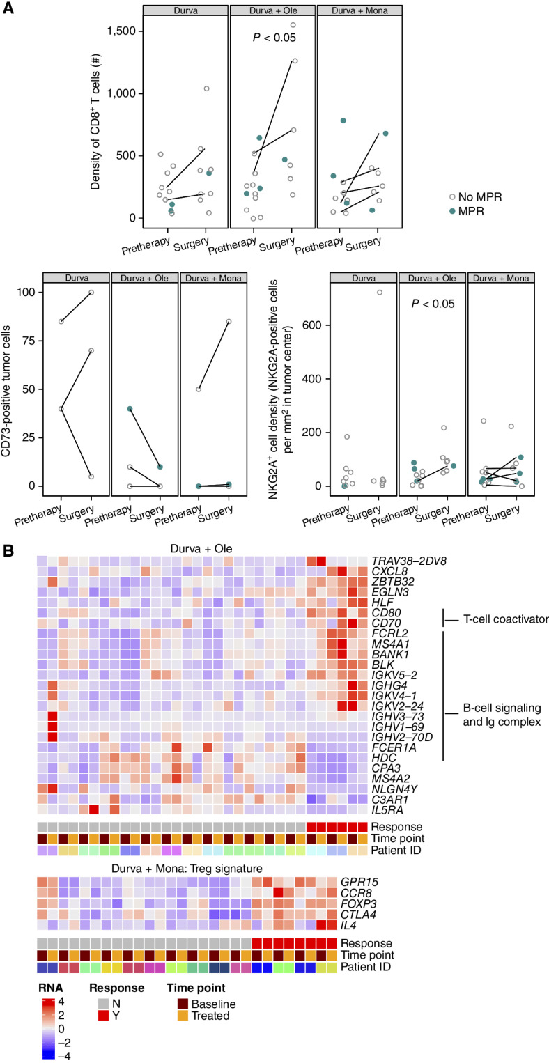 Figure 4. Treatment-related changes in the tumor microenvironment by IHC; relationship of IHC and peripheral blood RNA biomarkers and MPR. A, IHC biomarkers are shown in all patients with evaluable tumor samples at pretherapy and surgery. Patients with MPR are indicated in closed teal circle; patients without MPR are indicated in open gray circle. Patients with paired samples (an evaluable sample from both pretreatment and surgery) are connected by a line. Top: CD8+ (SP239) T-cell density as number of positive cells/mm2 tumor area in all evaluable patients (n = 54 samples). Bottom left: Percentage of tumor cells positive for CD73 (D7F9A) at any intensity in paired cases only (n = 20 samples from 10 paired cases). Bottom right: NKG2A+ (AR9352) cell density as number of positive cells/mm2 tumor area (n = 49 samples). B, Heat map of selected genes that were significantly differentially expressed between patients with and without an MPR in analyses of patients with paired pretherapy and end-of-treatment samples (n = 54). These analyses identified numerous genes associated with T-cell coactivation, B-cell signaling, and Ig complex upregulated in the peripheral blood of patients with an MPR in the durvalumab + oleclumab arm (n = 16 paired cases). In the durvalumab + monalizumab arm, genes associated with regulatory T cells (Treg) are upregulated in patients with an MPR (n = 14 paired cases). Durva, durvalumab; Mona, monalizumab; Ole, oleclumab.