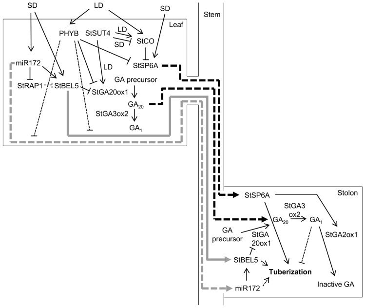 FIGURE 1