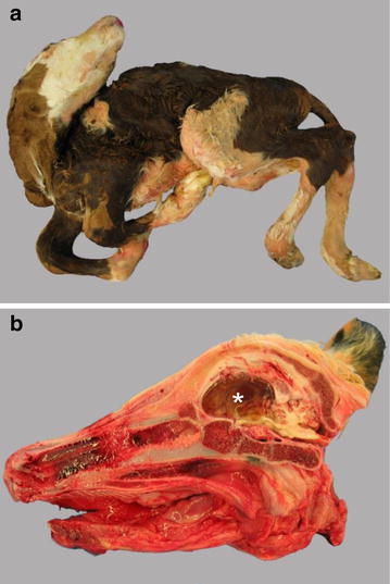 Fig. 2