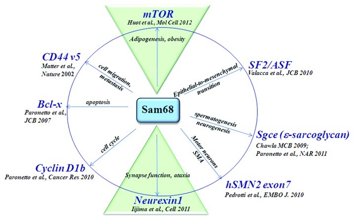 graphic file with name rna-9-1129-g1.jpg