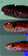 FIG 1