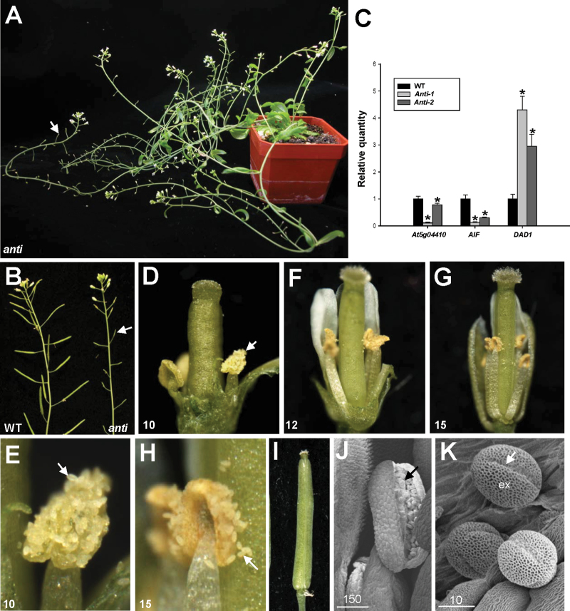 Fig. 10.