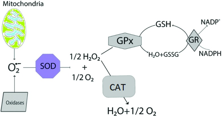 Fig. 5